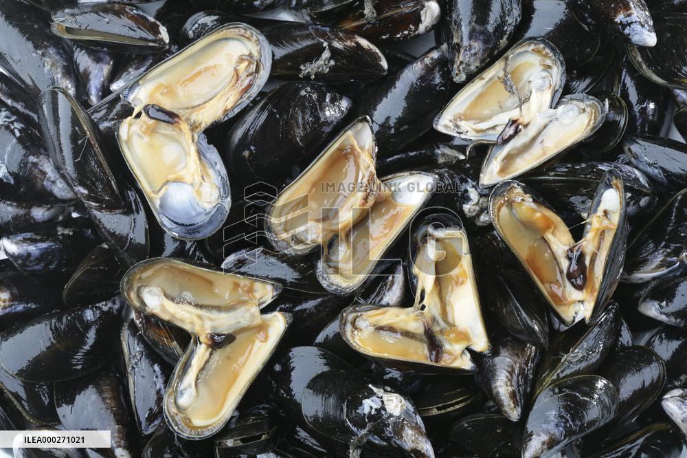 Mediterranean mussel (Mytilus galloprovincialis), mussels