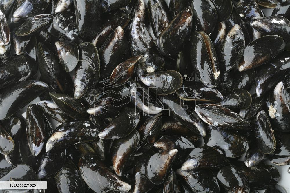 Mediterranean mussel (Mytilus galloprovincialis), mussels