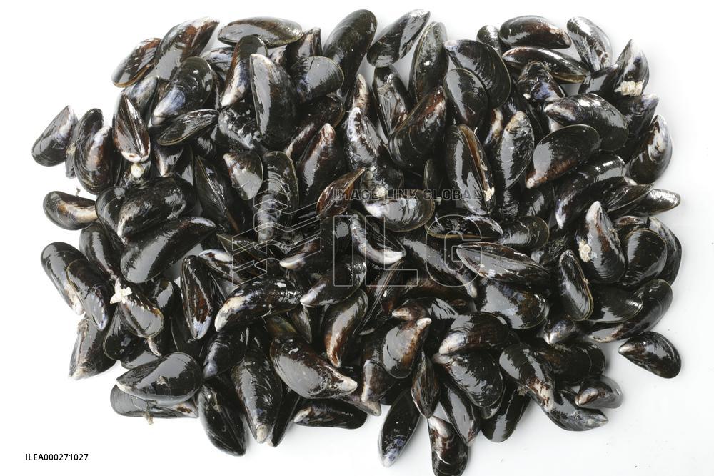 Mediterranean mussel (Mytilus galloprovincialis), mussels