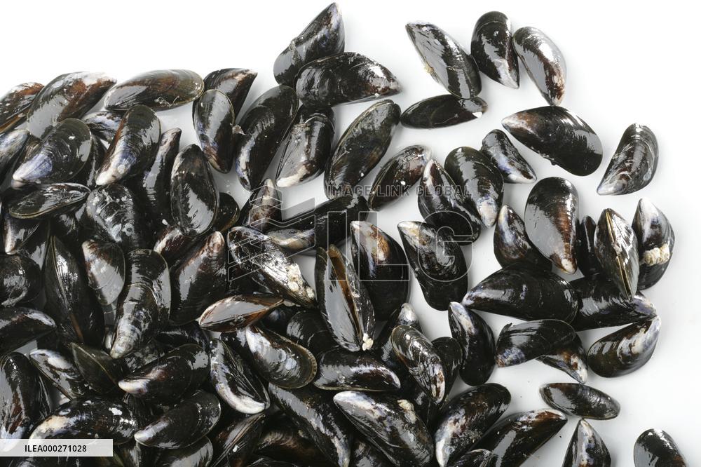 Mediterranean mussel (Mytilus galloprovincialis), mussels
