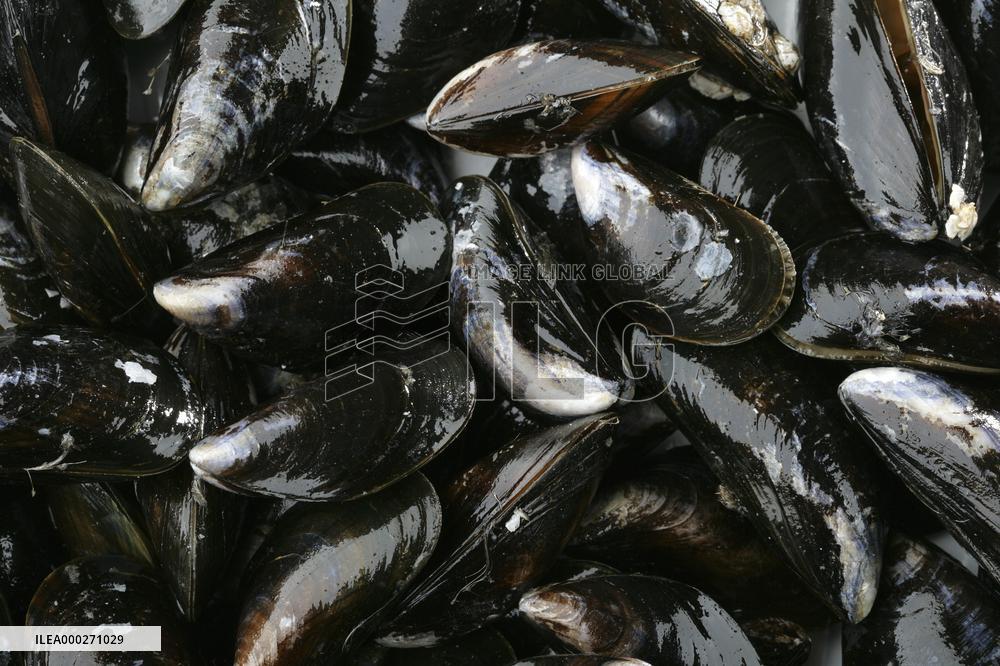 Mediterranean mussel (Mytilus galloprovincialis), mussels