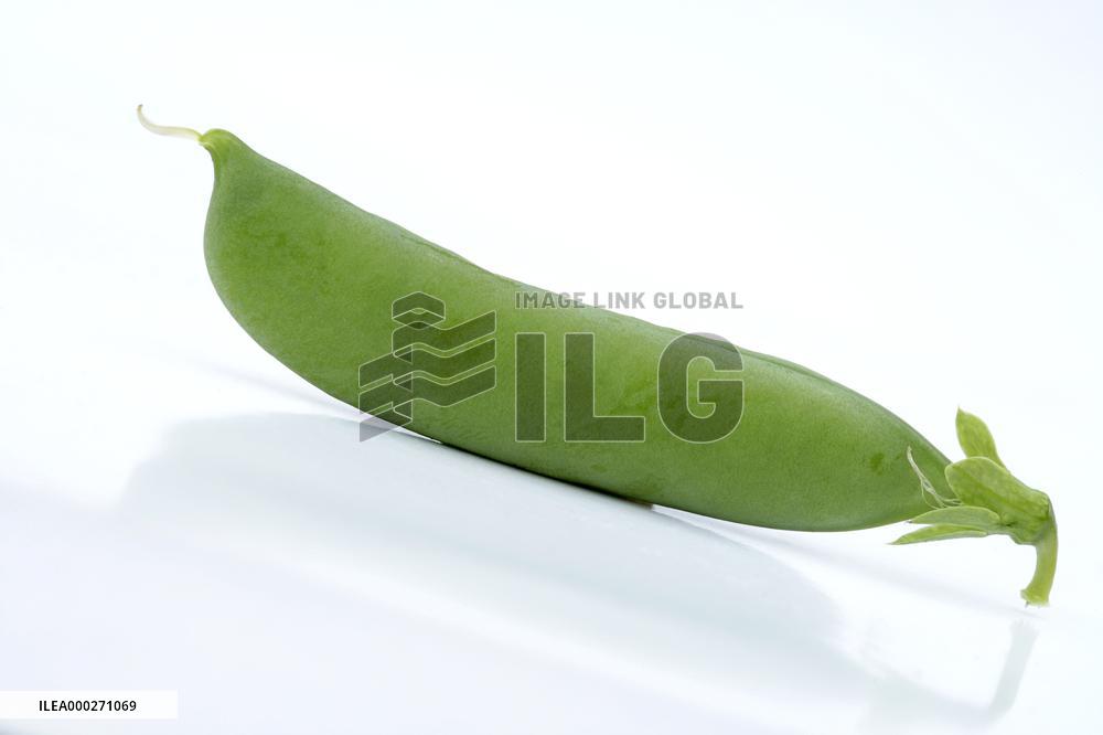pea (Pisum sativum), pod