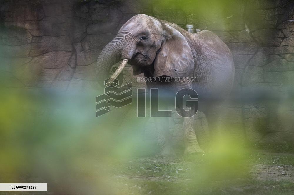 African female elephant from Vienna in the Safari Park Dvur Kralove
