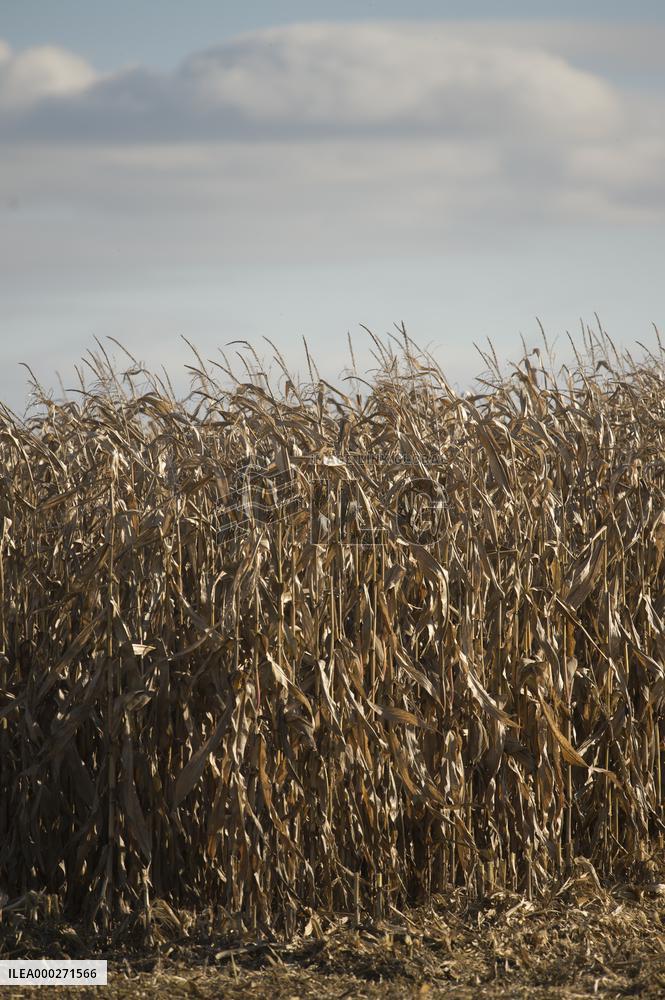 field, combine harvester, corn crop yield