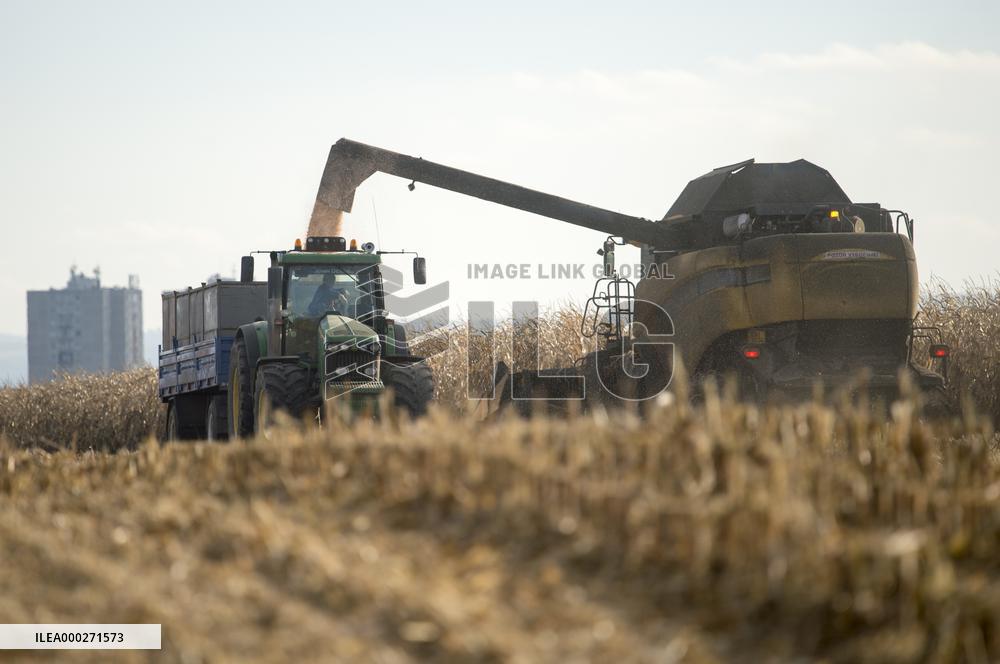 field, combine harvester, corn crop yield