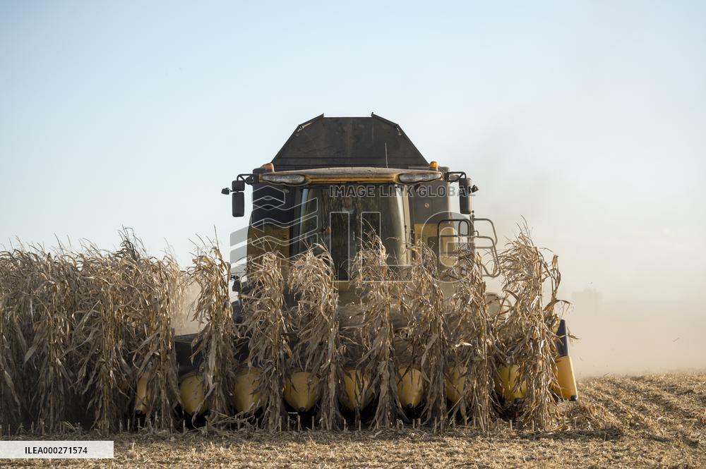 field, combine harvester, corn crop yield