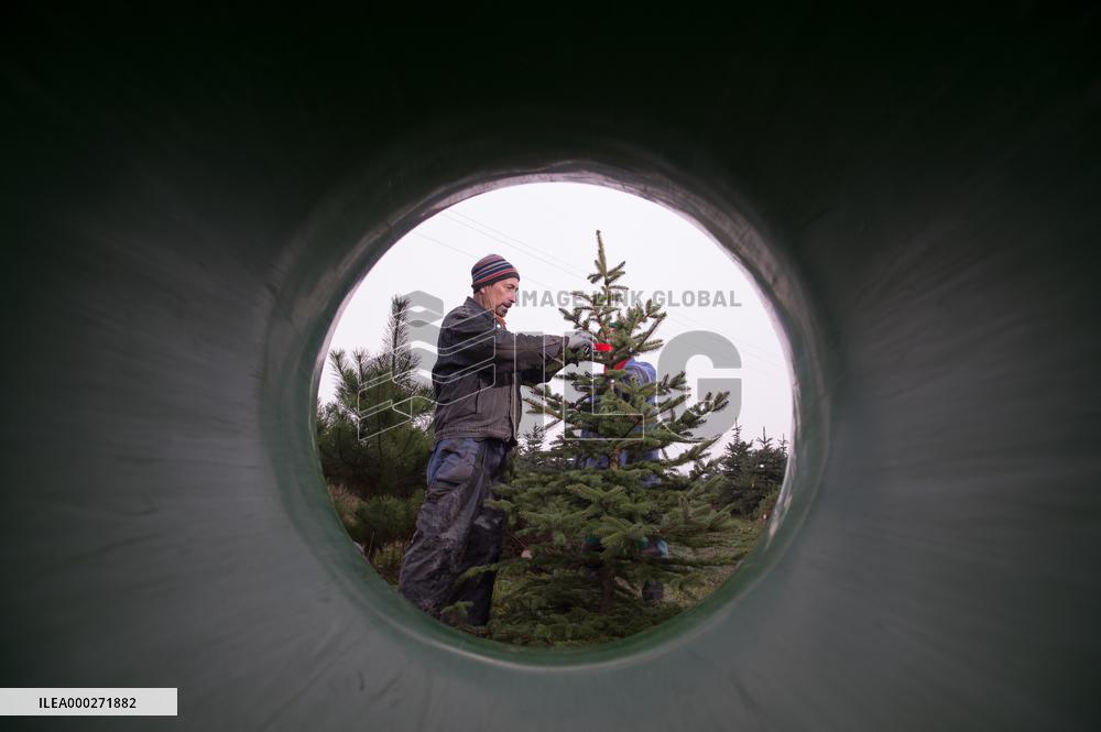 Christmas trees, tree, plantation, harvest