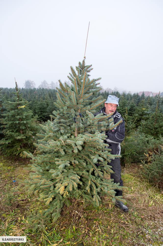 Christmas trees, tree, plantation, harvest