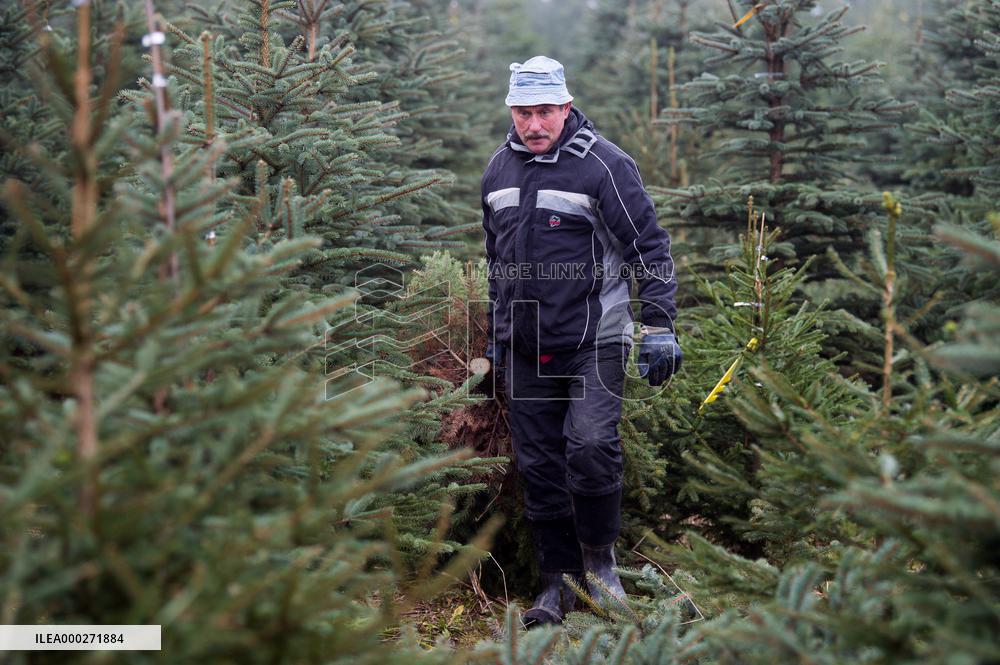 Christmas trees, tree, plantation, harvest