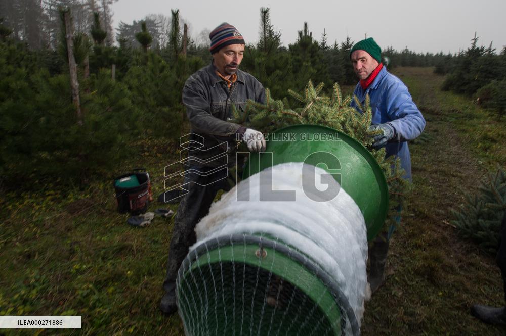 Christmas trees, tree, plantation, harvest