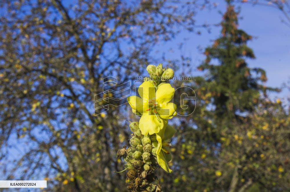 wild Dense-flowered Mullein, Verbascum densiflorum, medicinal plant, herb, flower, bloom