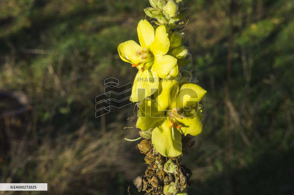 wild Dense-flowered Mullein, Verbascum densiflorum, medicinal plant, herb, flower, bloom