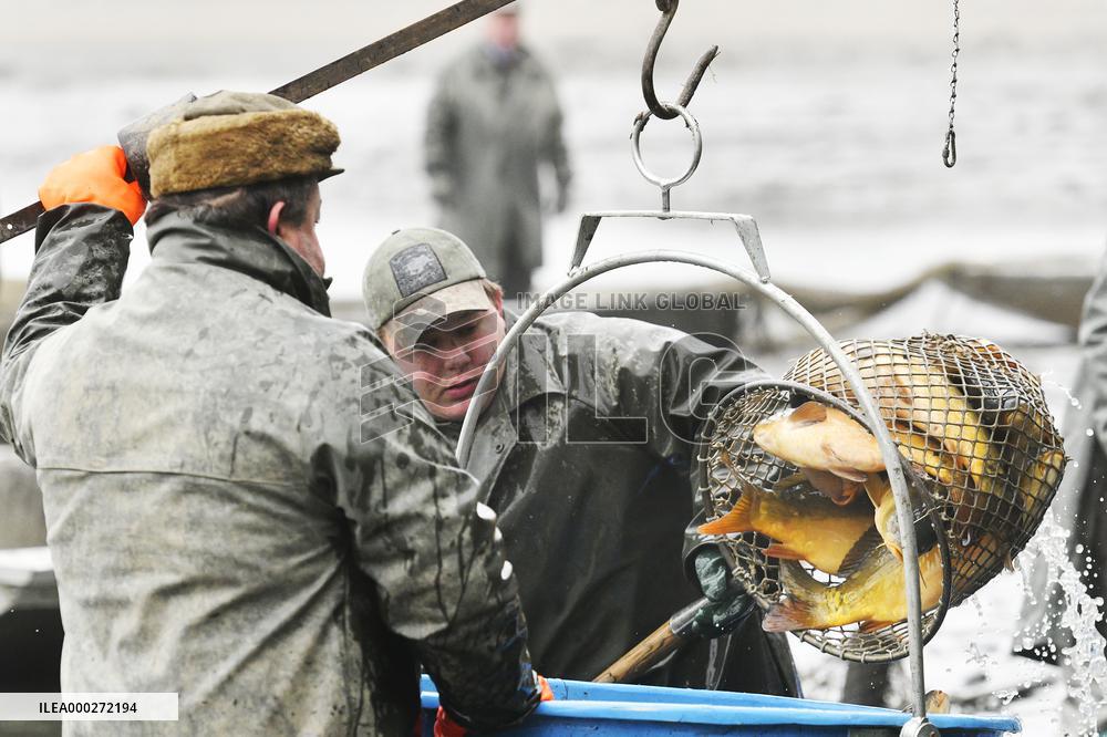 pond, Kovcin, fishermen, fish, carp