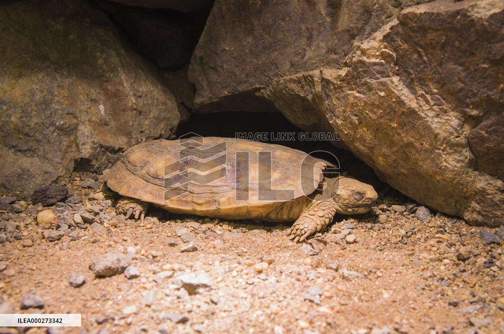 African Pancake Tortoise, Malacochersus tornieri