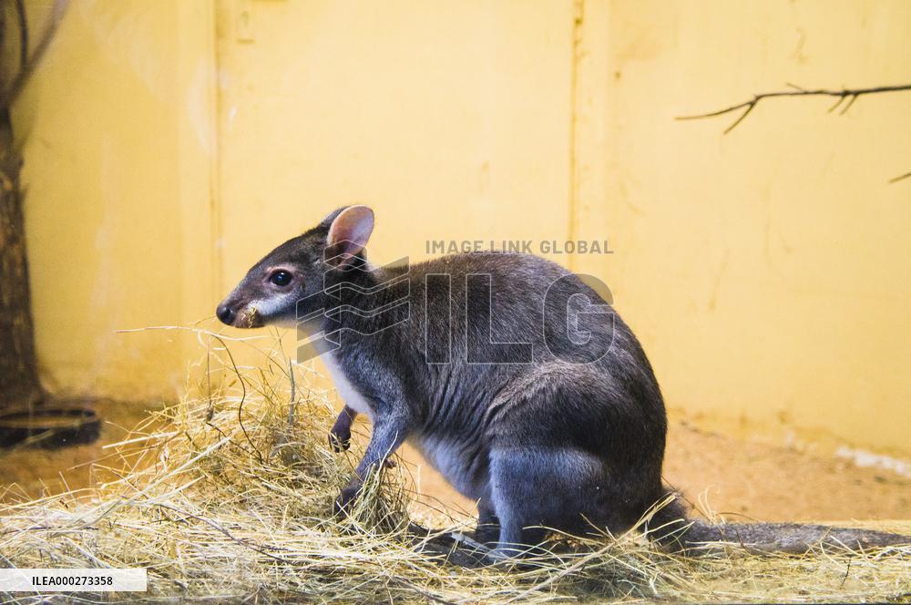 Dusky Pademelon, Thylogale brunii, kangaroo, wallaby