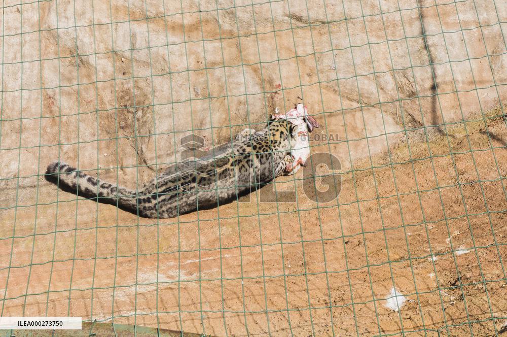 Snow Leopard, Panthera uncia