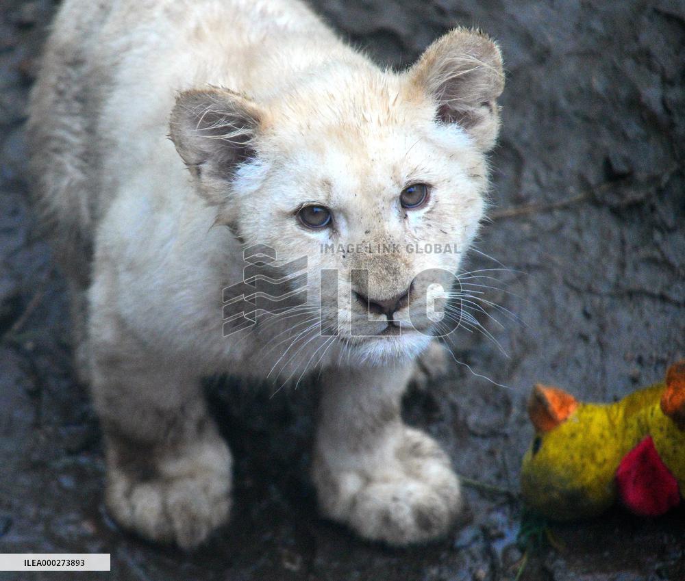 Cape lion (Panthera leo krugeri), lioness, cub
