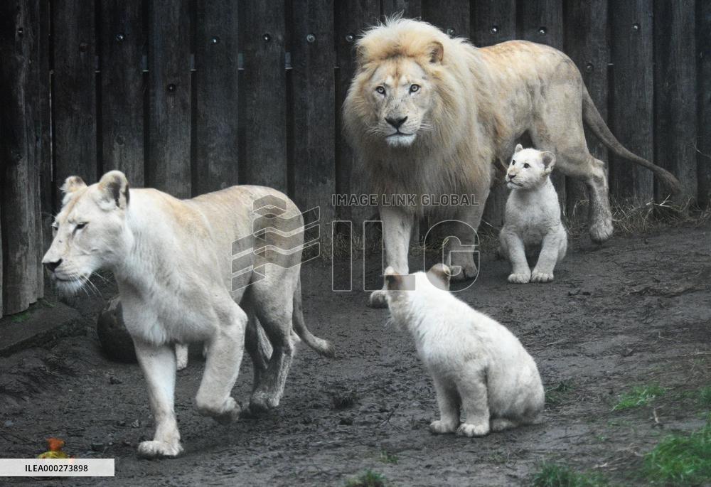 Cape lion (Panthera leo krugeri), lioness, cub