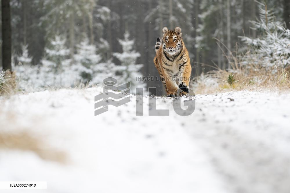 young Siberian Tiger, Panthera tigris altaica, captive