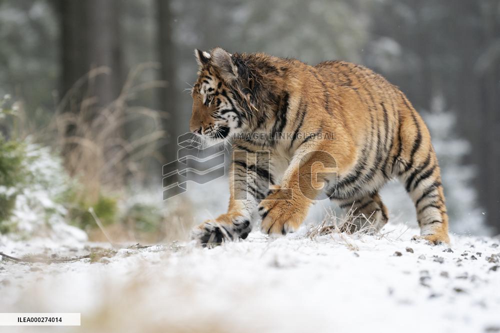 young Siberian Tiger, Panthera tigris altaica, captive