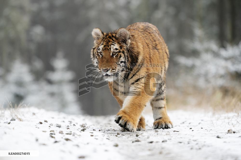 young Siberian Tiger, Panthera tigris altaica, captive