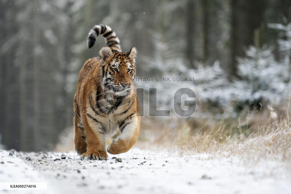 young Siberian Tiger, Panthera tigris altaica, captive
