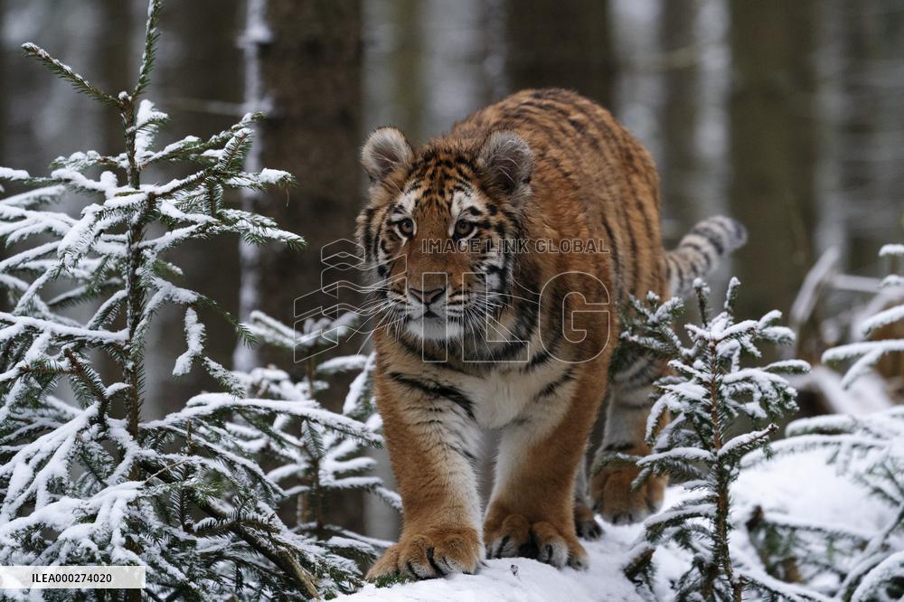 young Siberian Tiger, Panthera tigris altaica, captive