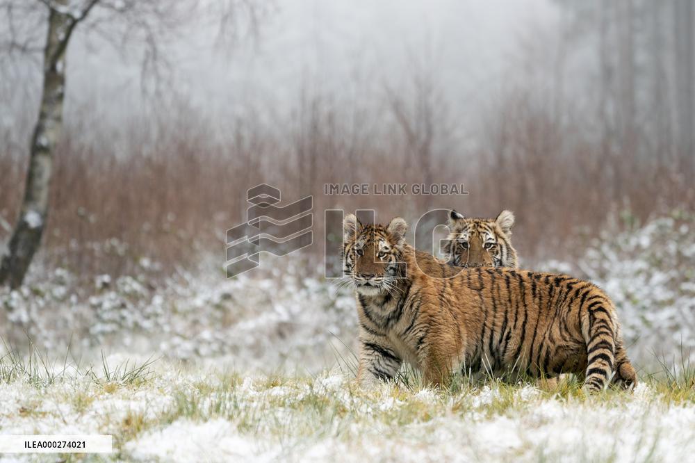 young Siberian Tiger, Panthera tigris altaica, captive
