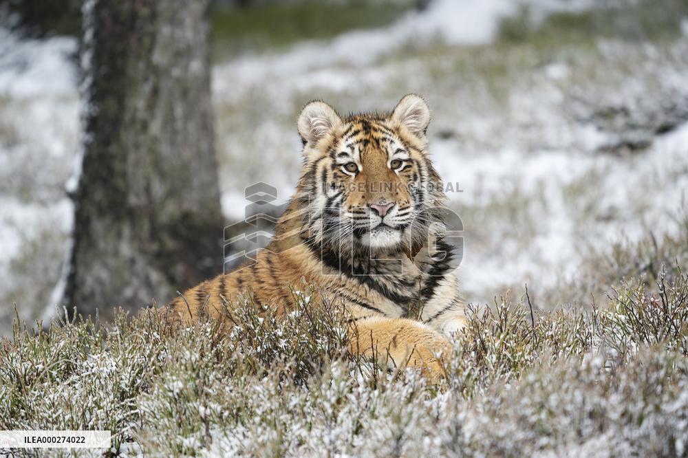 young Siberian Tiger, Panthera tigris altaica, captive
