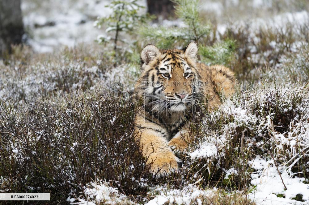 young Siberian Tiger, Panthera tigris altaica, captive