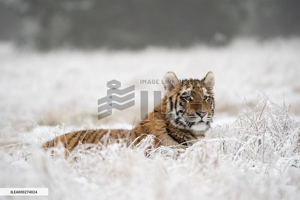 young Siberian Tiger, Panthera tigris altaica, captive