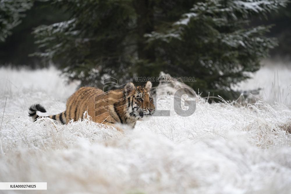 young Siberian Tiger, Panthera tigris altaica, captive