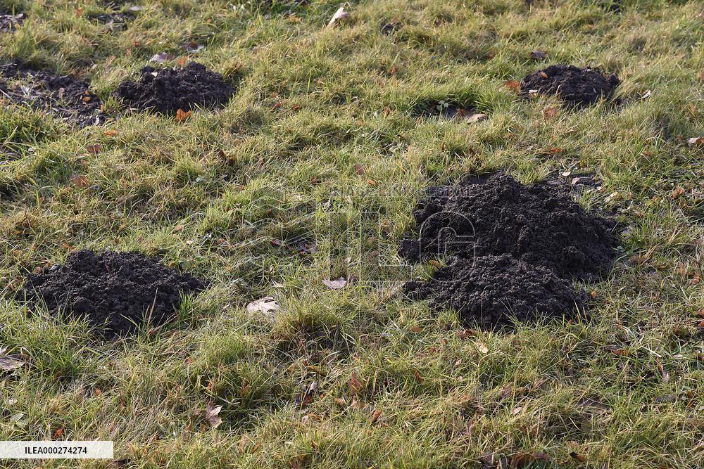 Hills of moles, mole, hill, garden, grass