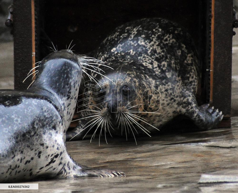 harbor seal, harbour, common (Phoca vitulina)