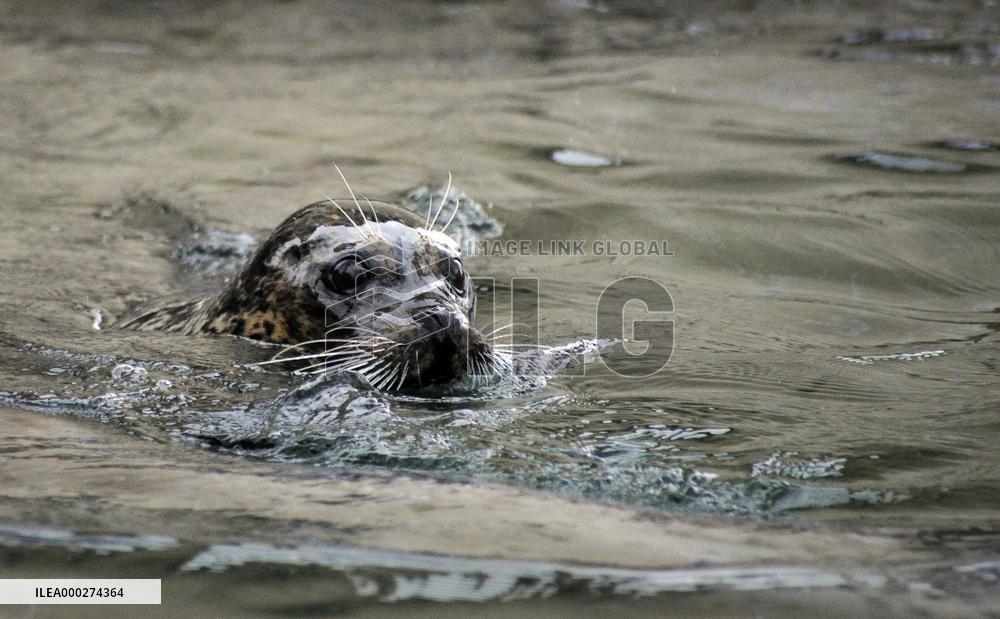 harbor seal, harbour, common (Phoca vitulina)
