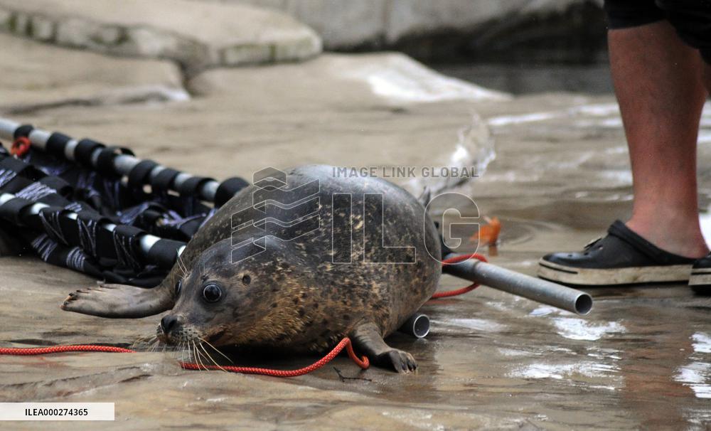 harbor seal, harbour, common (Phoca vitulina)