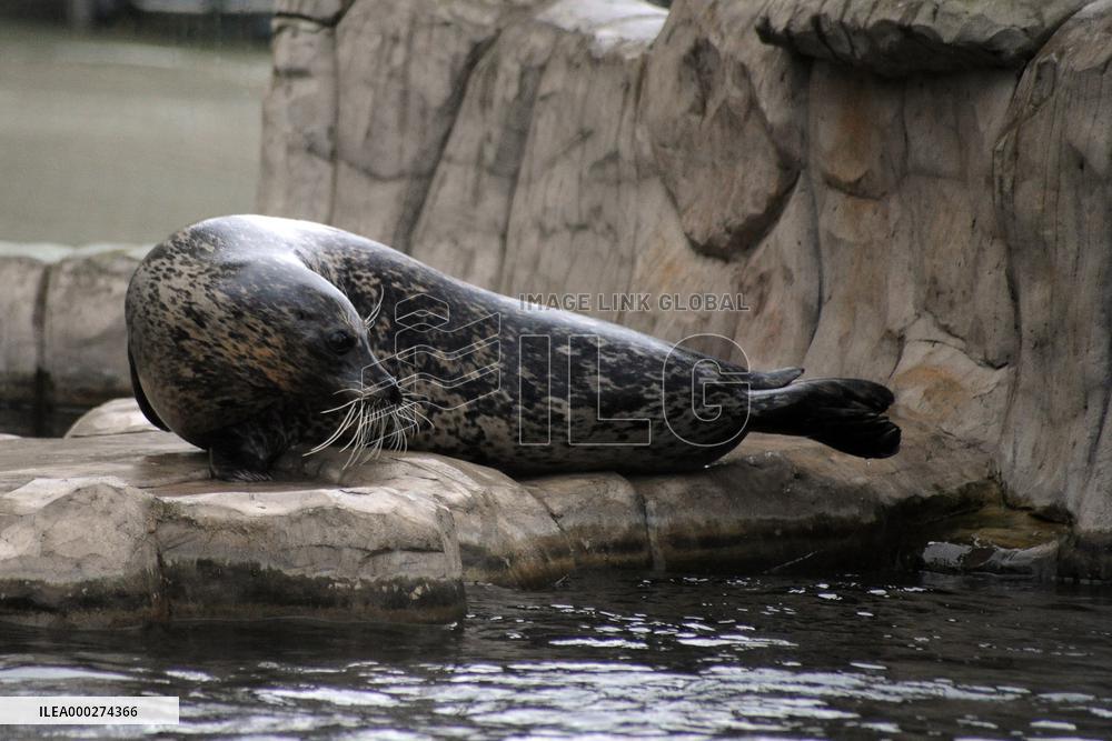 harbor seal, harbour, common (Phoca vitulina)