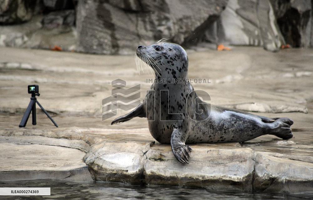 harbor seal, harbour, common (Phoca vitulina)