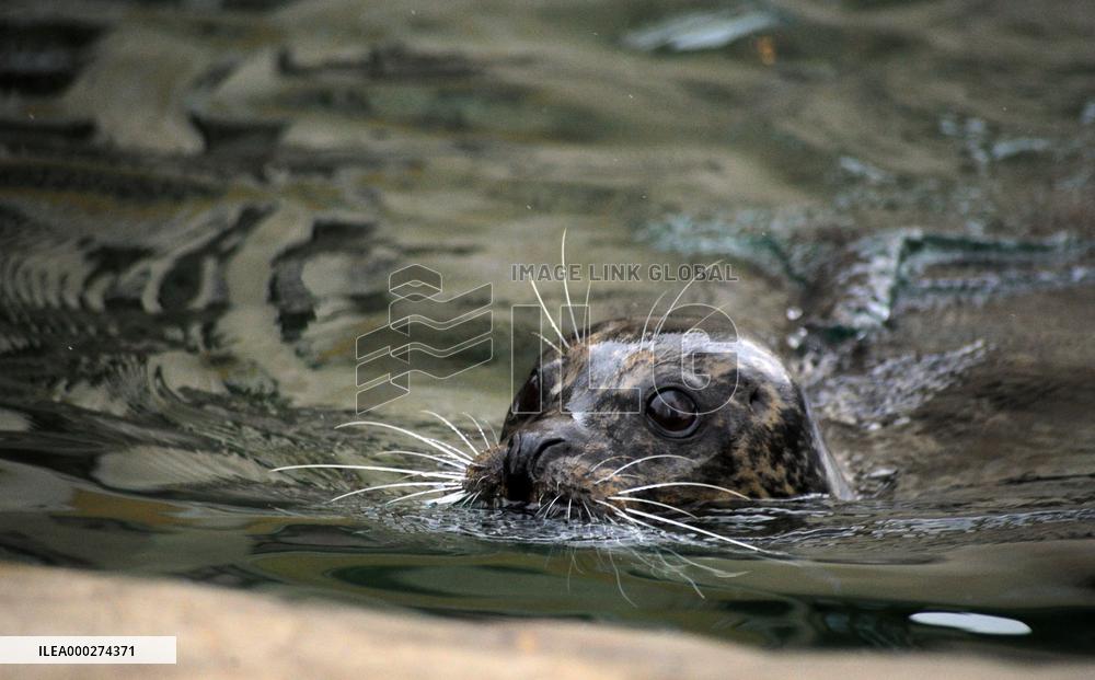 harbor seal, harbour, common (Phoca vitulina)