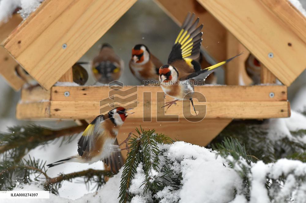 European goldfinch (Carduelis carduelis), bird, birds, feeder