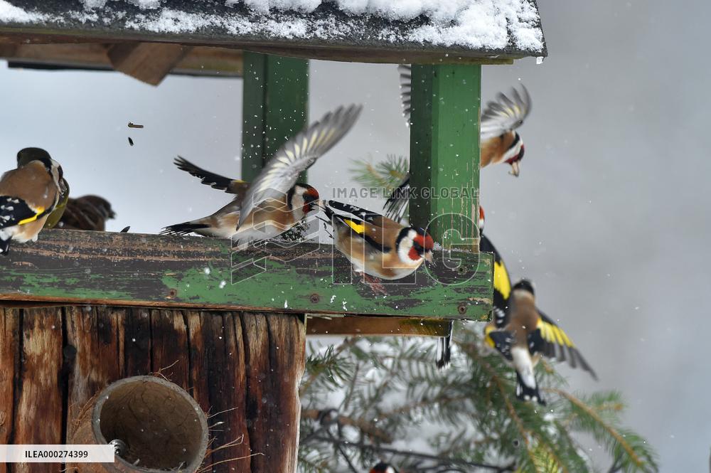 European goldfinch (Carduelis carduelis), bird, birds, feeder