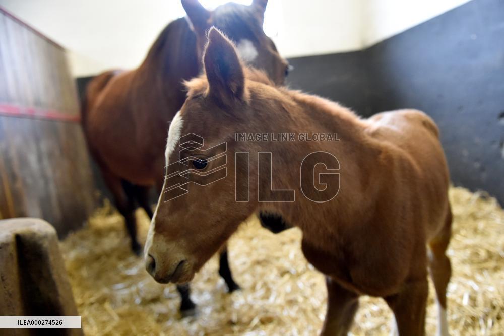 Napajedla Stud Farm, first foal of 2021, filly, horse, young