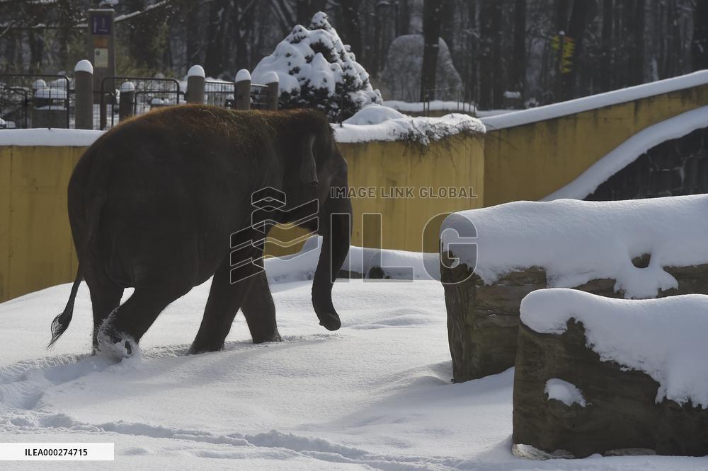 Asian Elephant, Elephas maximus, winter, snow