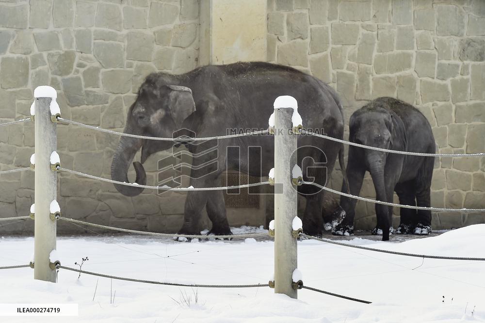 Asian Elephant, Elephas maximus, winter, snow