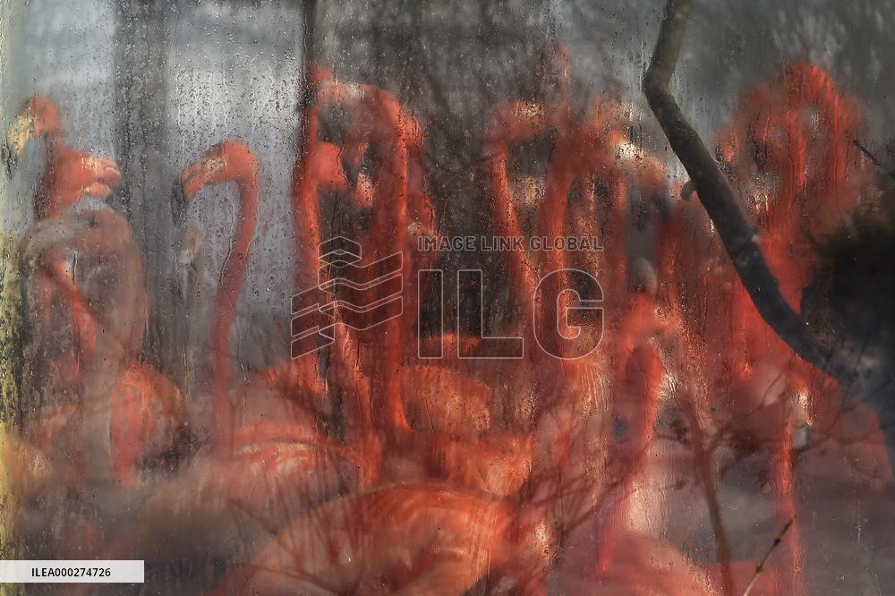 American flamingo (Phoenicopterus ruber), flamingos