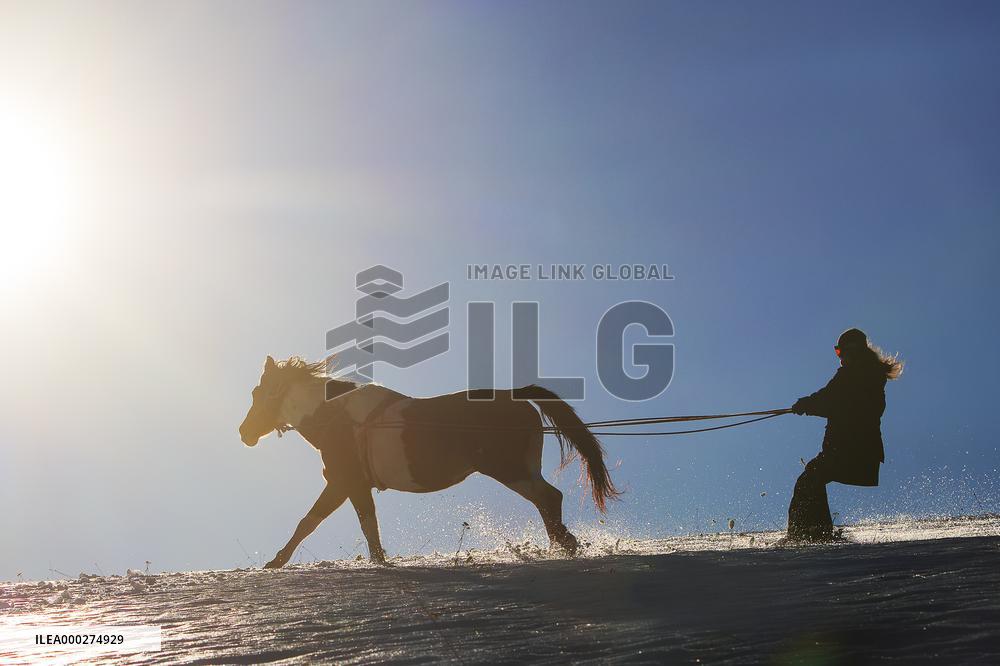 Equites Gabreta, skijoring with horses, horse