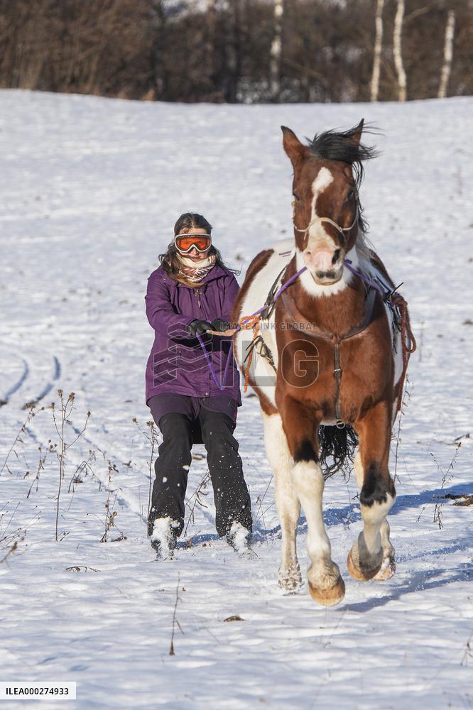 Equites Gabreta, skijoring with horses, horse