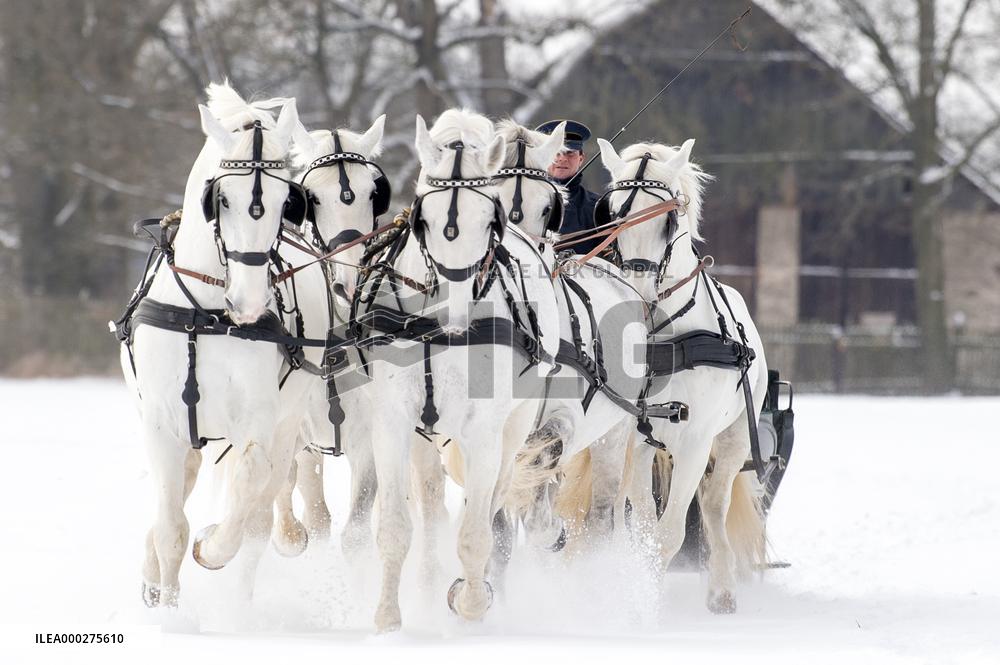 National Stud Kladruby nad Labem, Old Kladruber white horse, sleigh