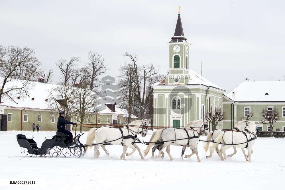 National Stud Kladruby nad Labem, Old Kladruber white horse, sleigh