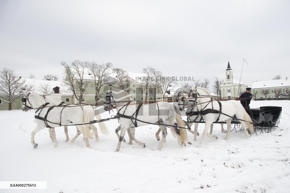 National Stud Kladruby nad Labem, Old Kladruber white horse, sleigh